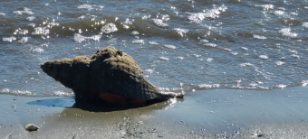 "Mr. Welk enjoys the Ocean" by Jennifer