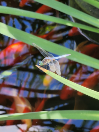 "Summer at the Pond" by Pamela